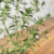 Orégano Libanês / Zaatar (Thymbra spicata) - Muda Orgânico - Temprero, Erva aromática - comprar online