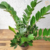 Zamioculca (Planta da Fortuna) - comprar online