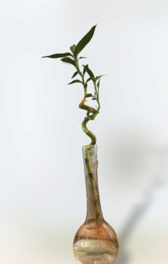 LUCKY BAMBOO RULO GRANDE - comprar online