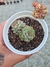 ECHEVERIA DREAM ROSÉ PT 9 (KOREAN) - comprar online