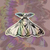 Adesivo holográfico 'Mulher mariposa' na internet