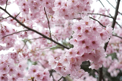 Cuadro Arbol De Cerezo Color Naturaleza Hermoso #2