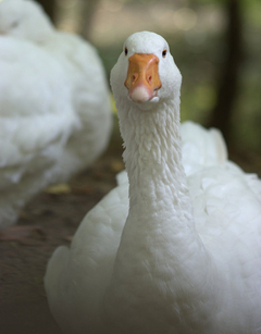 Cuadro Pato Duck Animal Naturaleza Lago Fauna #1