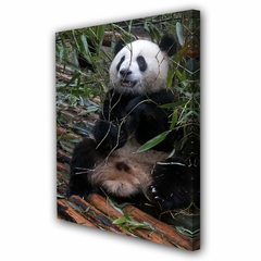 Cuadro Panda Oso Fauna Mamifero Asia China M5