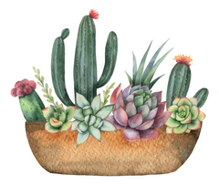 Cuadro Cactus Con Flores Plantas Flower Dibujo #3