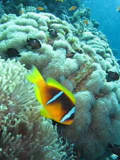 Cuadro Coral Mar Peces Agua Arrecife Acuario #2