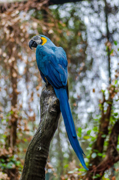 Cuadro Guacamayo Loro Animal Salvaje Fauna Ave #3