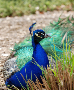 Cuadro Pavo Real Animal Naturaleza Peacock Color #1