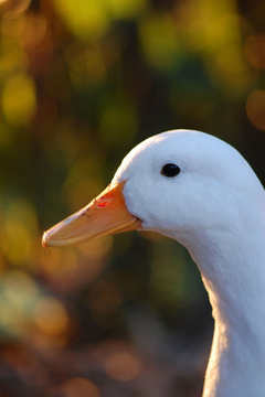 Cuadro Pato Duck Animal Naturaleza Lago Fauna #8