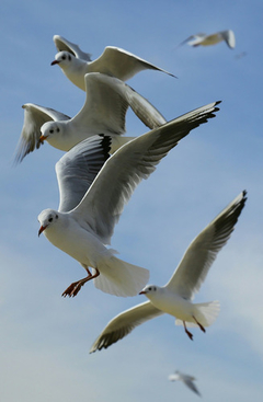 Cuadro Gaviota Naturaleza Mar Pajaro Ala Fauna #4