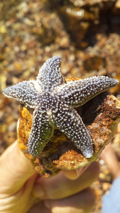 Cuadro Estrella De Mar Tropical Paraiso Playa #8