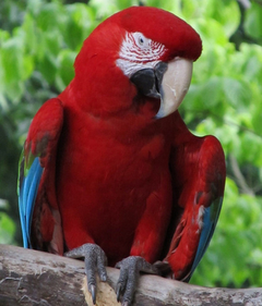 Cuadro Guacamaya Color Tropical Silvestre Color #2