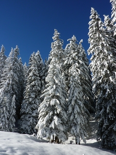 Cuadro Nieve Blanco Arboles Naturaleza M5