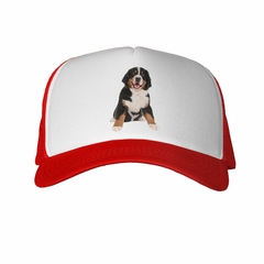 Gorra Boyero De Berna Sentado Sonriendo en internet