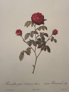 Rosas 006