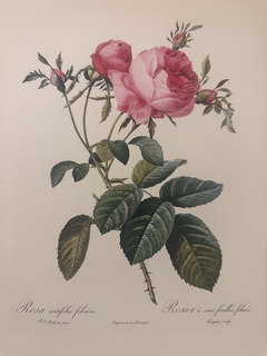 Rosas 038