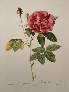 Rosas 043