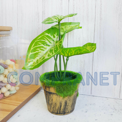Planta Artificial, con maceta, Chica 19 cm, Decoración, Hogar, 12660 - comprar online