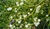 Chá De Flor De Mistletoe (Viscuum Album) 40 Gr HZR01 - comprar online