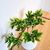 Ramo planta artificial Coleus 28 cm. verde - comprar online