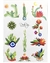 Plancha Stickers Cactus