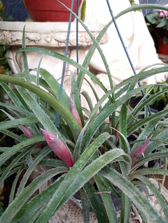 billbergia - comprar online