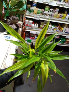 DRACENA SANDERIANA en internet