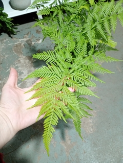 HELECHO PTERIS TREMULA en internet