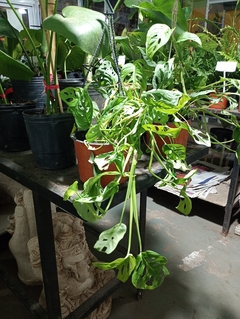 MONSTERA ADANSONII "PHILODENDRON PERUBEANO" en internet