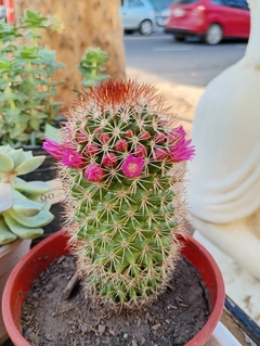 CACTUS Mammillaria - tienda online