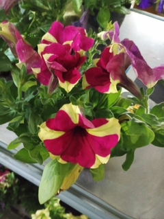 Petunia Sophistica - comprar online