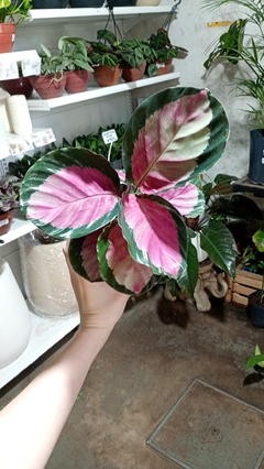 CALATHEA ROSEOPICTA ROSSIE