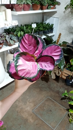 CALATHEA ROSEOPICTA CRIMSON