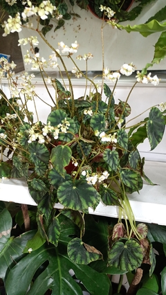 BEGONIA CLEOPATRA - comprar online