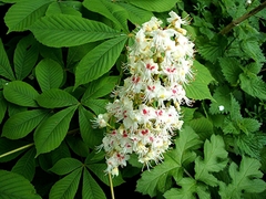 AESCULUS HIPPOCASTANUM en internet