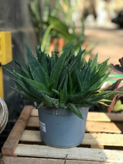 ALOE VERA HOJAS FINAS