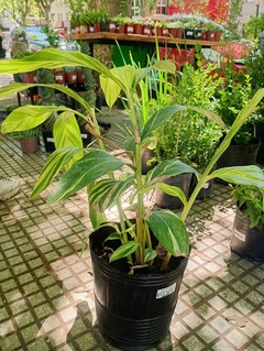 ALPINIA VARIEGADA - comprar online