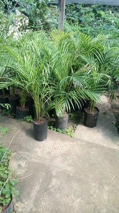 ARECA - comprar online