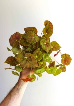 Begonia rex Amber love en internet