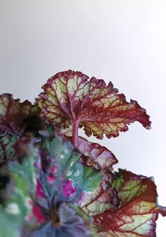 Begonia rex Christmas Curl - comprar online