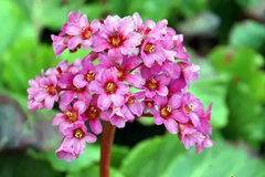 BERGENIA ( HORTENSIA INVIERNO )