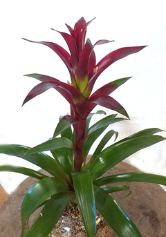 BROMELIA GUZMANIA - comprar online