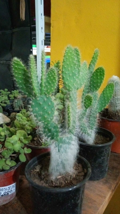 cactus VIEJITO Opuntia orbiculata