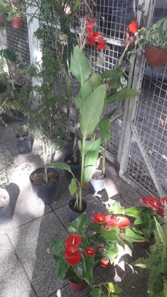 CANNA INDICA ( ACHIRA )