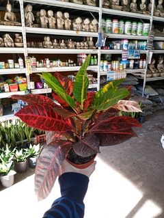 CROTON NORMA - comprar online