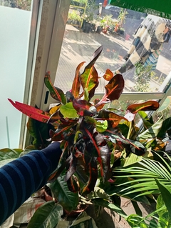 CROTON TIRABUZON ROJO