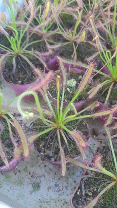 CARNIVORA DROSERA - comprar online