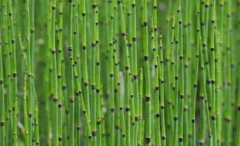 EQUISETUM FLUVIATILE