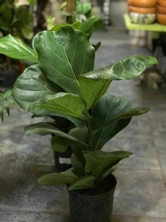 FICUS PANDURATA lyrata - comprar online