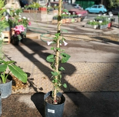 IPOMOEA ENREDADERA